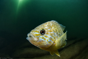 Lepomis gibbosus #3 by Mathieu Foulquié 